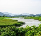 wetland