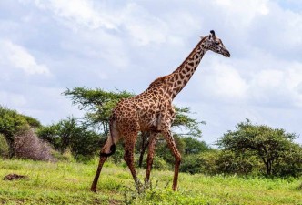 Southern Africa Odyssey: Safaris, Wildlife, Rivers, Deserts, Waterfalls & Culture
