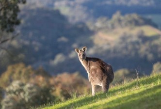 Australia & New Zealand: Beaches, Wildlife, Mountains, Culture & Nature