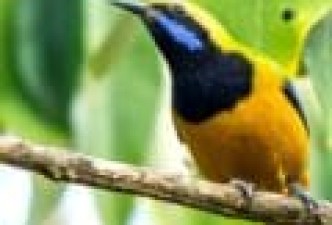 Bird Watching Tour in Nepal