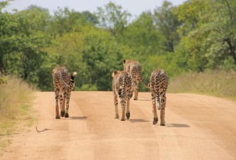 Tracks & Tides: Luxury Greater Kruger + Indian Ocean