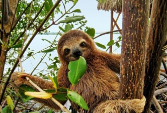 Journey Through Costa Rica: Arenal Volcano & Pacific Paradise