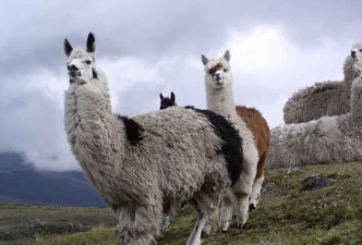 Ecuador and Galapagos