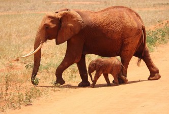 Kenya Classic