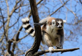 Discover Madagascar’s Rainforest & National Parks