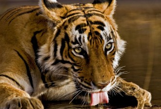 Golden Triangle with Ranthambore: Palaces, Forts & Tigers