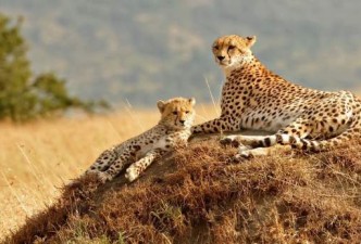 Scenic Kenya Safari: Wildlife, Savannas, Culture, Nature, Landscapes & Exploration