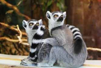 Madagascar Discovery: Rainforests, Lemurs & Tropical Isles