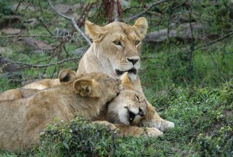 Kenya Safari & Beach: Safaris, Wildlife, Savannahs, National Parks, Beaches & Culture