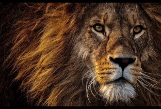 Wild South Africa: Game Drives, Coastlines & Cape Charm