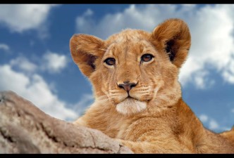 Rovos Rail & Victoria Falls: Southern Africa Explorer