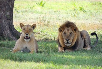 Wildlife of South Africa: Safari, Big Five, Nature, Culture & Landscapes