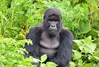 From Wetlands to Volcanoes: Chimpanzees, Gorillas & Lake Kivu