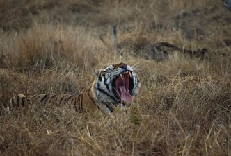Wild Heart of India: Tigers, Temples & Timeless Landscapes