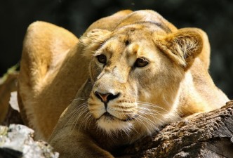 Tanzania & Zanzibar Adventure: From Safari Thrills to Coastal Bliss