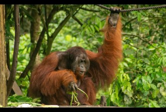 Sumatra, Borneo & Krabi: Orangutans, Rainforests & Tropical Shores
