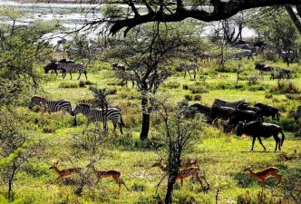 Ultimate Tanzanian Safari Adventure: Wildlife, Serengeti, Ngorongoro & Culture