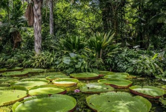 Amazon, Rio & Bahia Experience: Brazil’s Rainforest, Culture & Coast