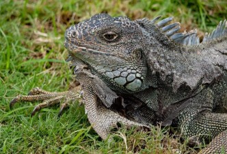 Ecuador’s Natural Treasures: Amazon, Banos & the Galapagos