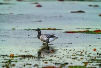 Wild Brazil: A Journey Through the Southern Pantanal