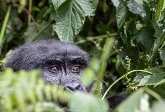 The Great African Adventure: Uganda, Kenya, South Africa, Safaris, Wildlife & Culture