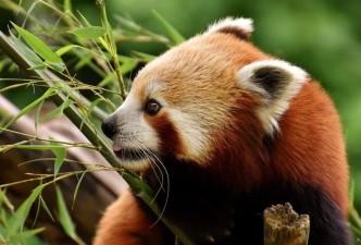 Wild India: From Red Pandas to Bengal Tigers