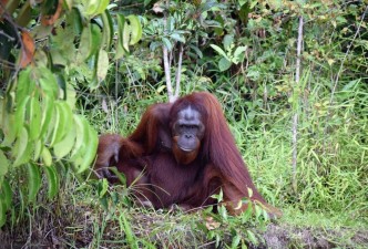 Solo Traveller Offer: Unforgettable Malaysia & Borneo