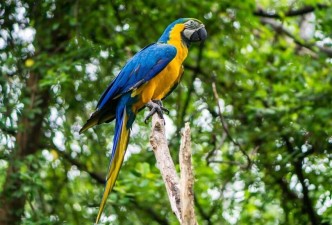Wild Ecuador: From Cloud Forests to the Amazon