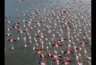 Wildlife Treasures of North India: Tigers, Birds & the Chambal