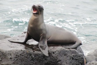 Solo Offer: Classic Galapagos & Amazon – Wildlife, Rainforests, Islands & Nature