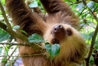 Costa Rica Honeymoon: Volcanoes, Rainforest & Beaches
