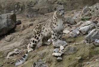 Ladakh Wildlife Odyssey: Snow Leopards & Himalayan Brown Bears