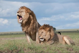 Tanzania Northern Circuit: Kilimanjaro, Serengeti & Ngorongoro