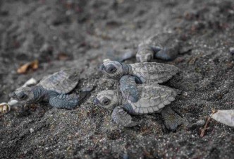 Solo Traveller Offer: Costa Rica Pura Vida