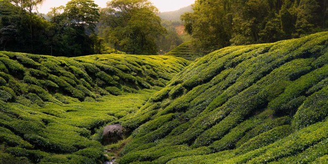 Cameron Highlands