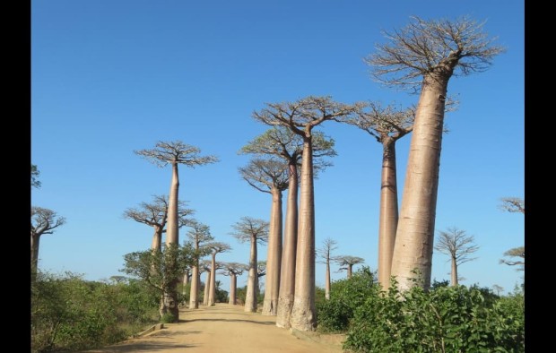 Baobab Trees