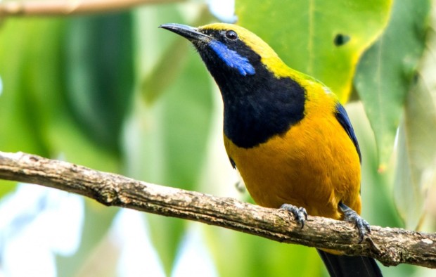 Bird Watching Tour photos in Nepal