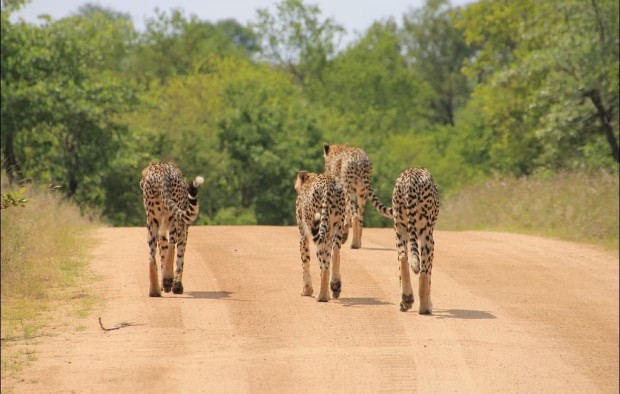 Cheetahs, Kruger national park
