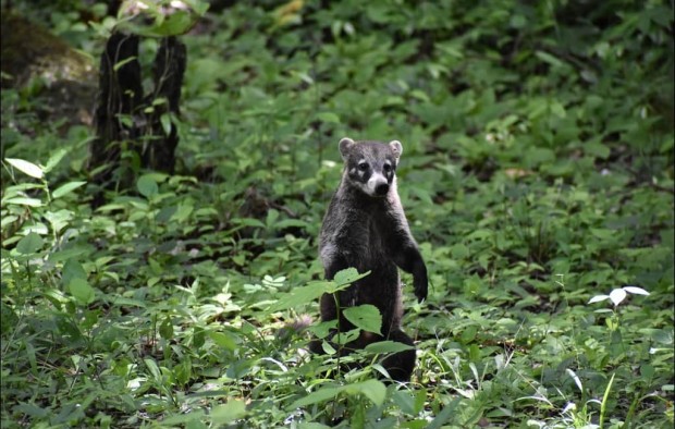 Coati Guatemala