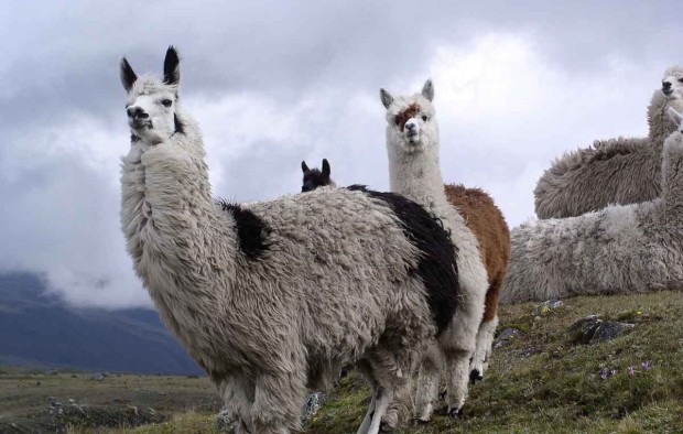 Cotopaxi National Park - Lumle holidays
