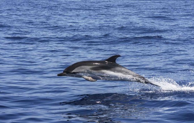 Dolphin South Africa - Lumle holidays