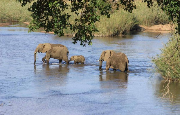 Elephant crossing river - Lumle holidays