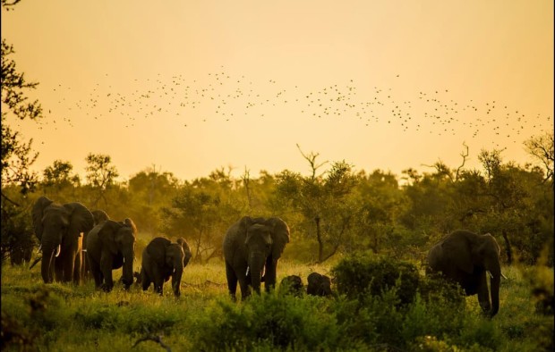 Elephants at sunset in Kruger national park