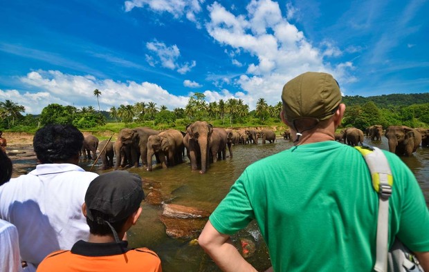 Elephants in the river