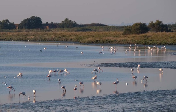 Greater Flamingo - Lumle holidays