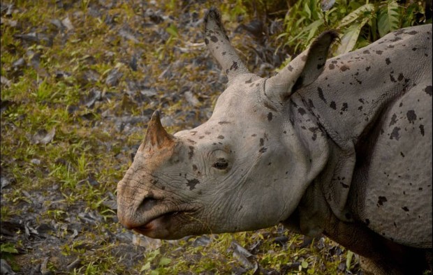 Kaziranga Park India