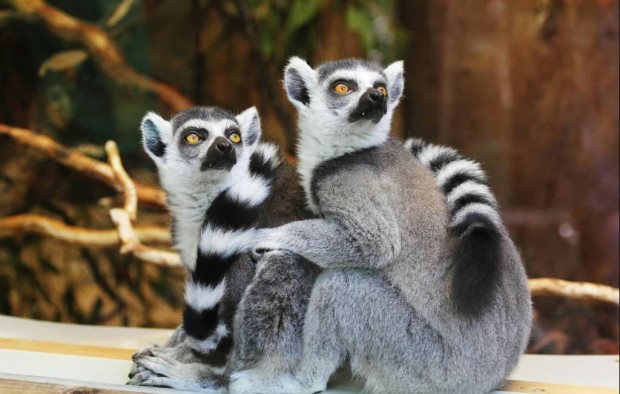 Lemurs