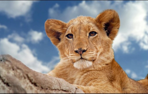 Lion cub Kruger National Park South Africa