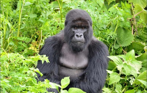 Mountain Gorilla Rwanda