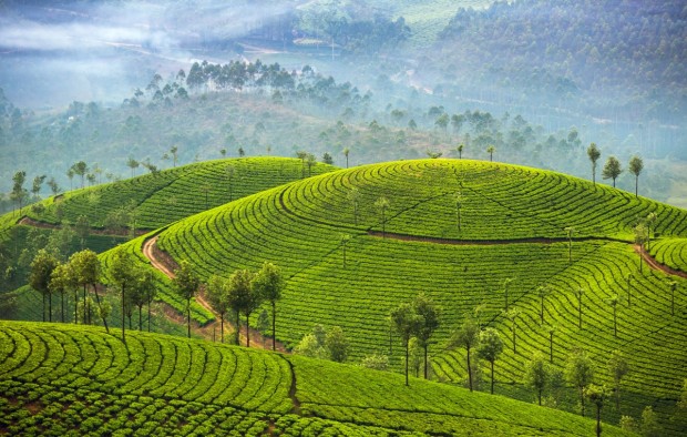 Munnar Kerala India